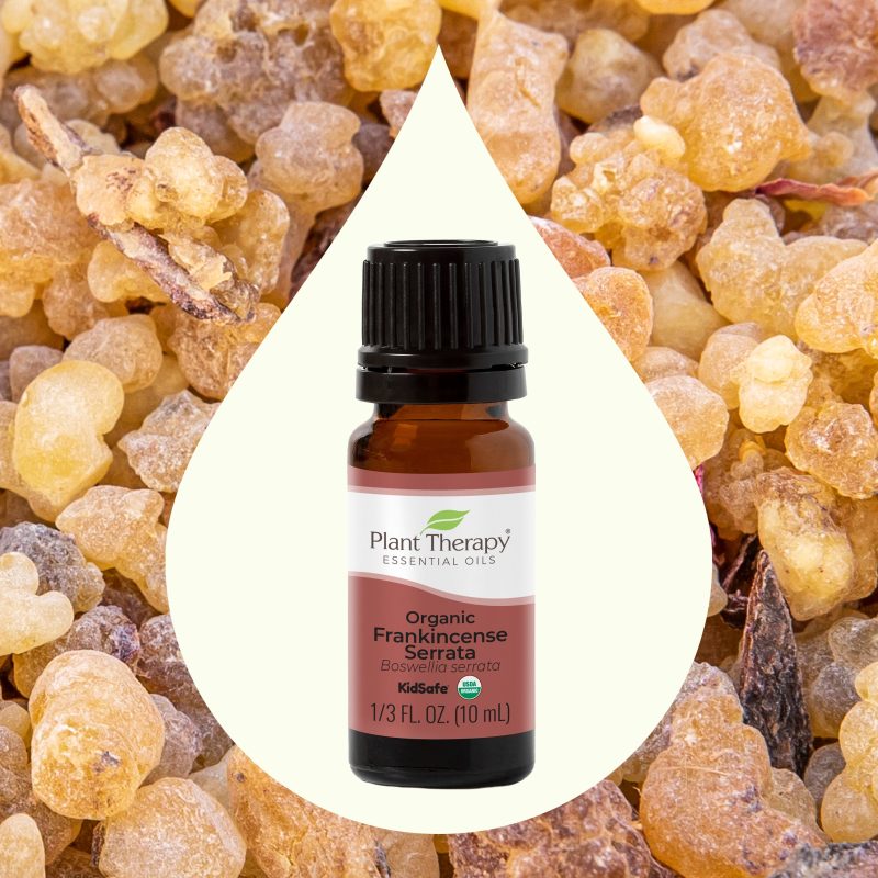 Organic Frankincense Serrata 02