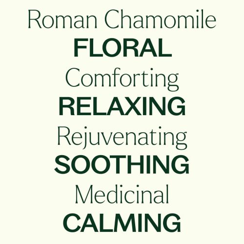 Roman Chamomile 04Large