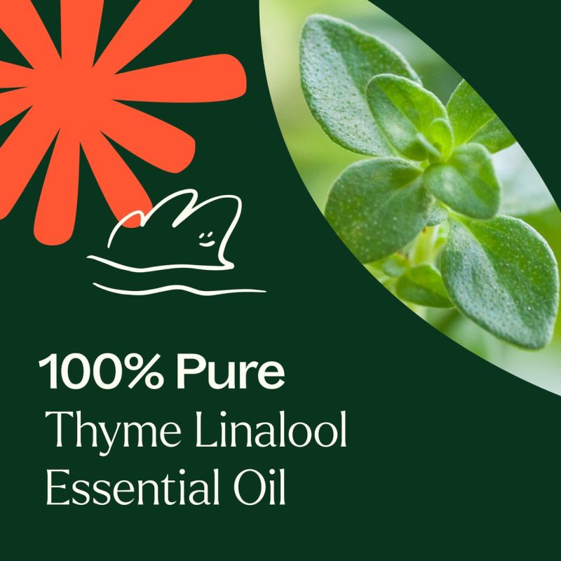 Thyme Linalool 03Large