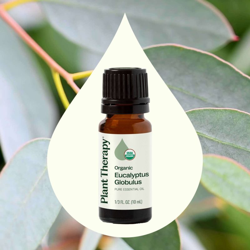 plant therapy organic eucalyptus globulus essential oil 489758