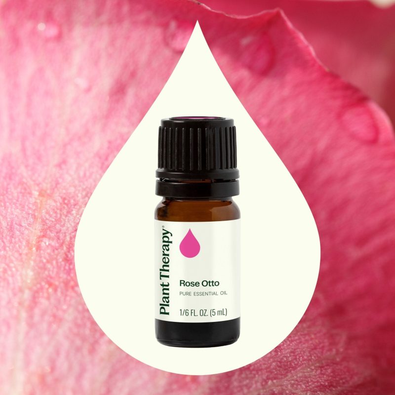 plant therapy rose otto essential oil 738288