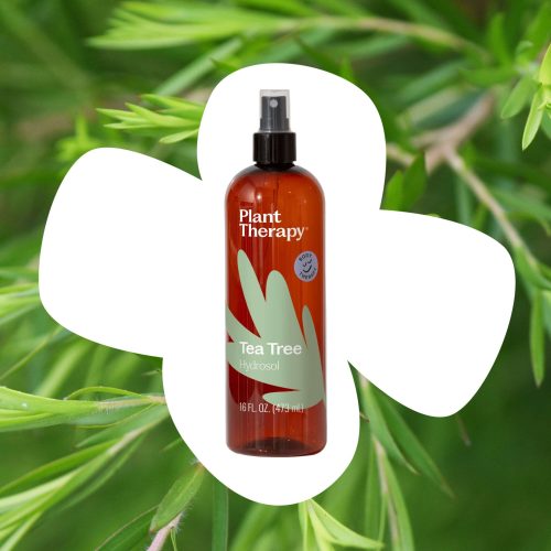 plant therapy tea tree hydrosol 757964