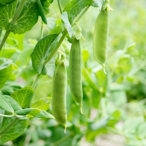 pure indian foods organic cascadia snap pea seeds 326006