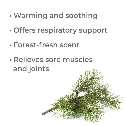 scots pine eo 10ml benefits